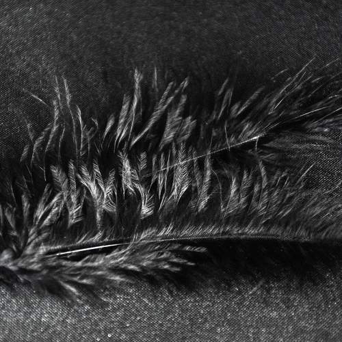 Photo #9618637