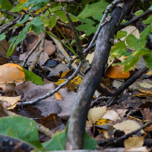 Photo #9619771