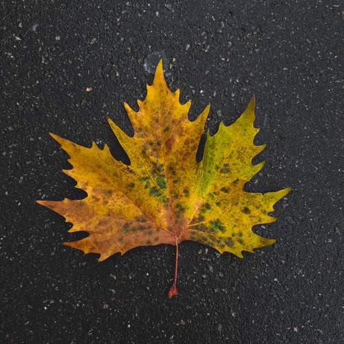 Photo #9620063