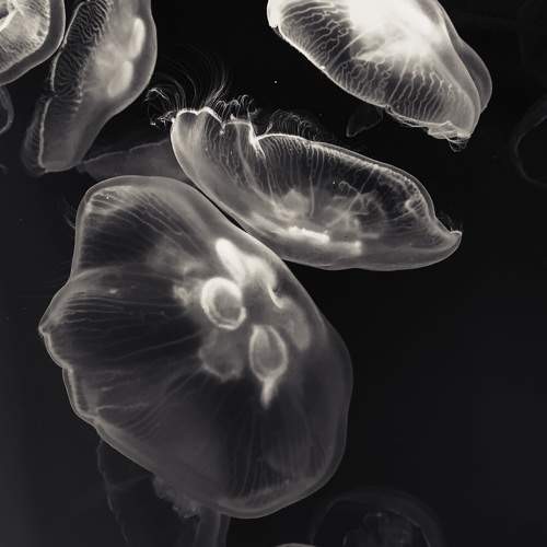 Photo #9620773