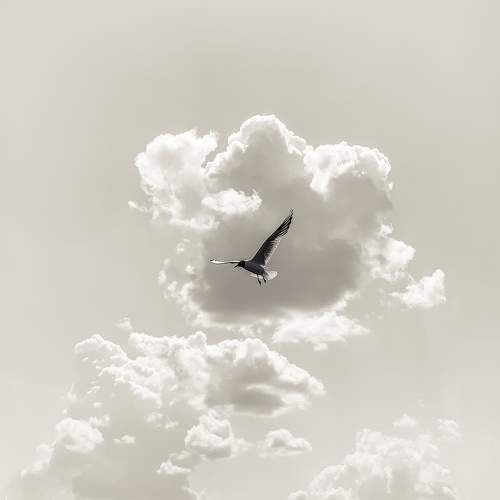 Photo #9620798
