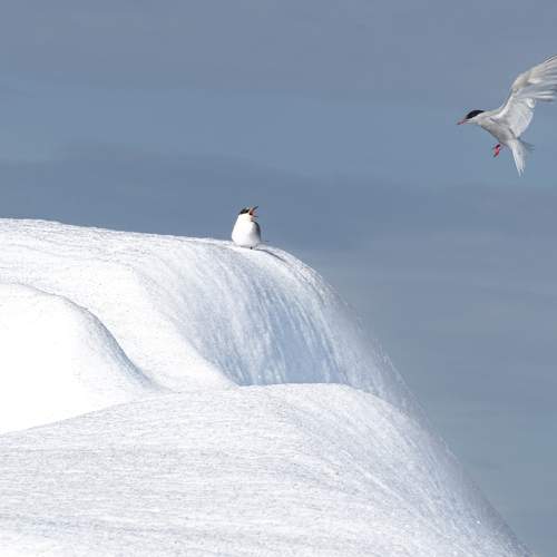 Photo #9620821