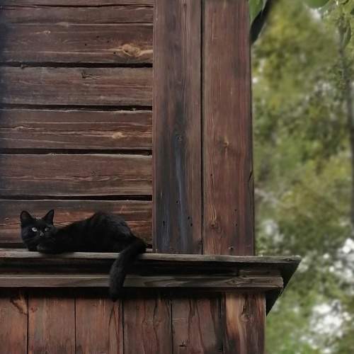 Photo #9621489