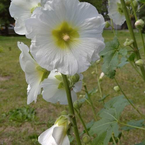 Photo #9623773
