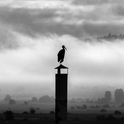 The Stork