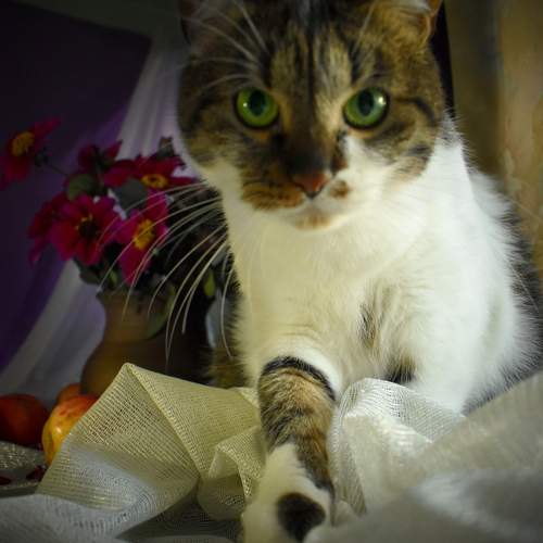 Photo #9626515