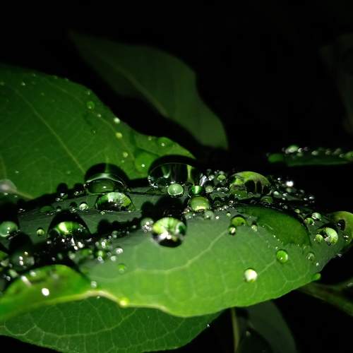 Macro shot