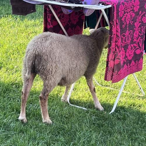 Photo #9627837
