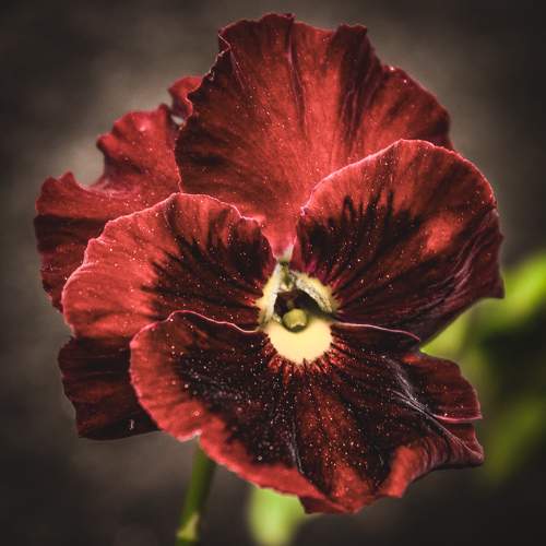 Photo #9628141