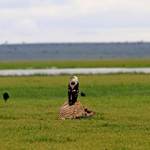 Photo #9628484