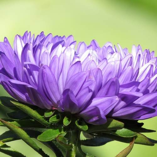 Цветок астры