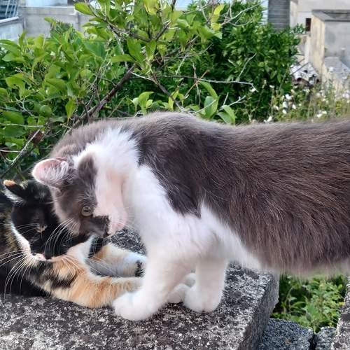 Photo #9632052