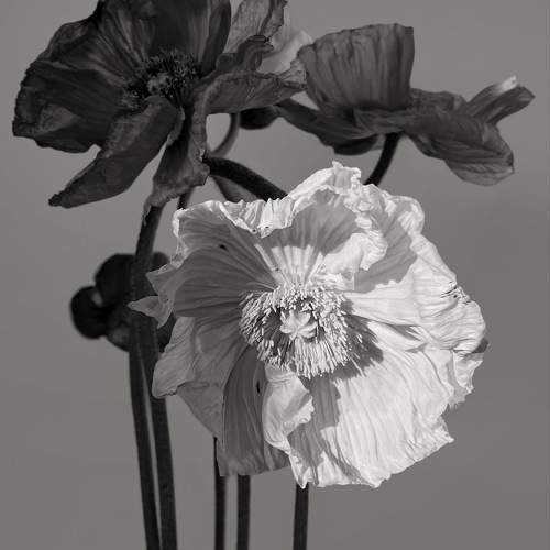 Photo #9633344