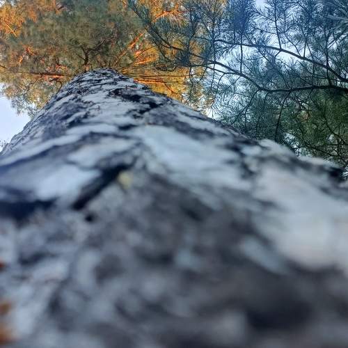 Photo #9633500