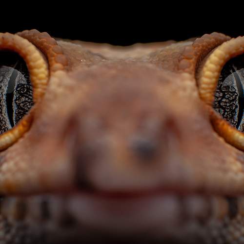 Photo #9634738
