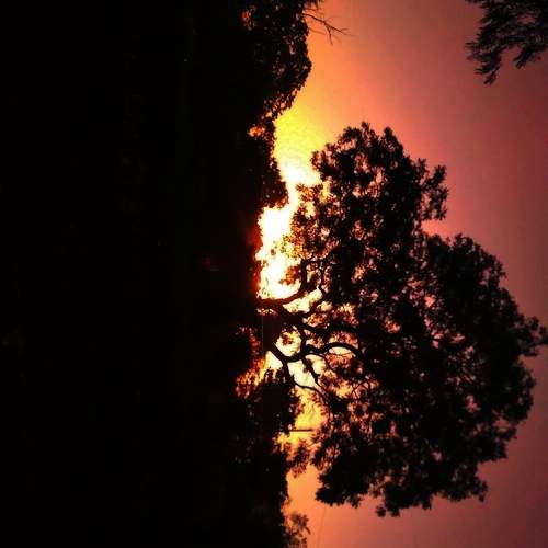 The orange rise