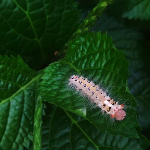 Tussock moth caterpillar