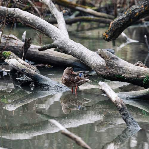 Photo #9635468