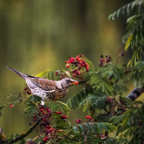 Фотография #9635919