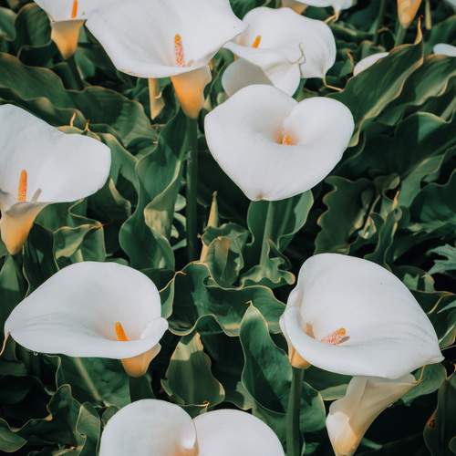 Photo #9635993