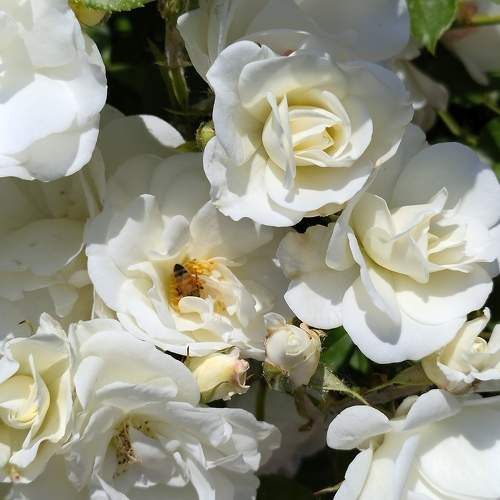 Photo #9636295