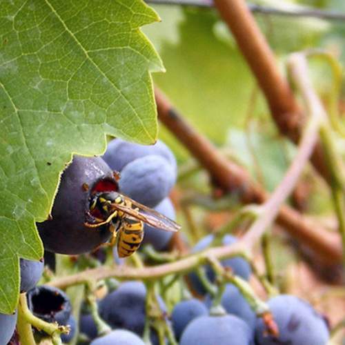 Wasp