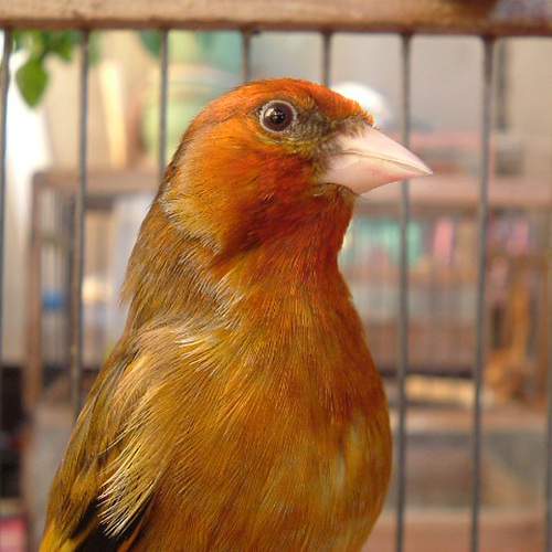 Bird hybrids
