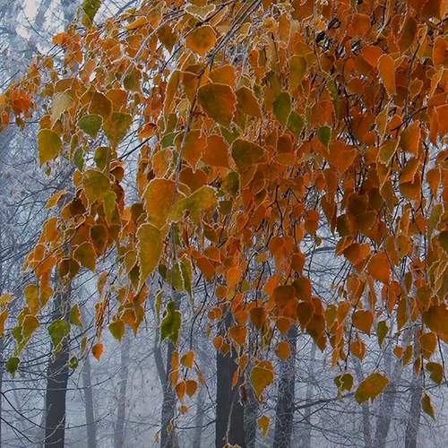 Photo #9637473