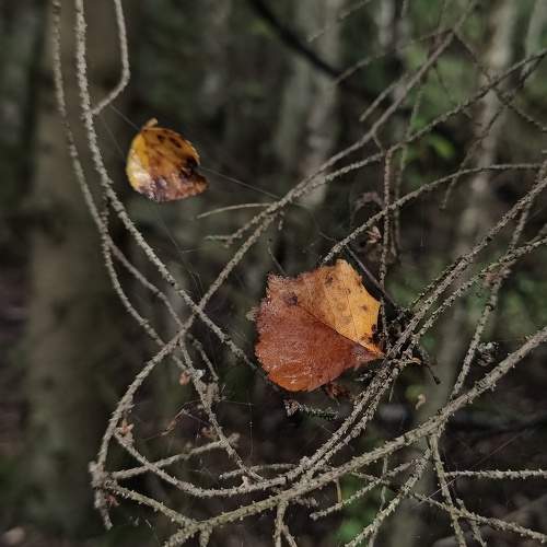 Photo #9637645