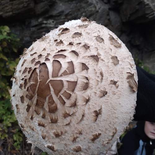 Photo #9637672