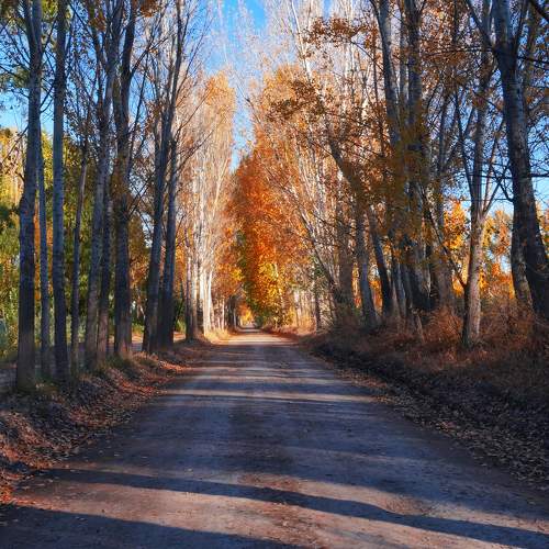 sendero de las alamedas