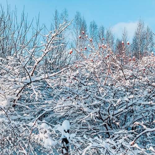 Photo #9639889