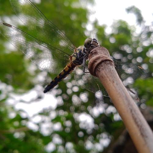 Photo #9640615