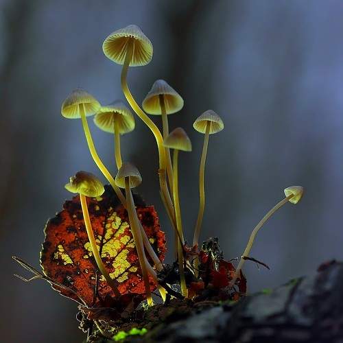 Осенний лист.