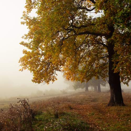 Photo #9640992