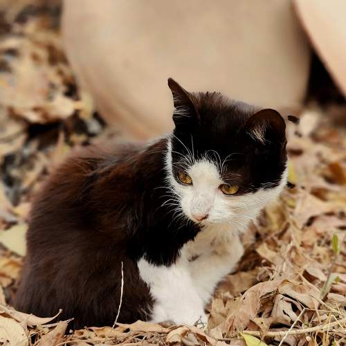 Photo #9641133