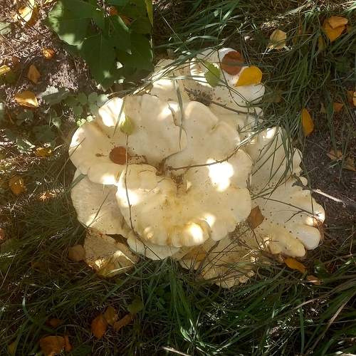Photo #9641261
