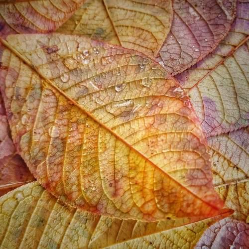 Photo #9641604