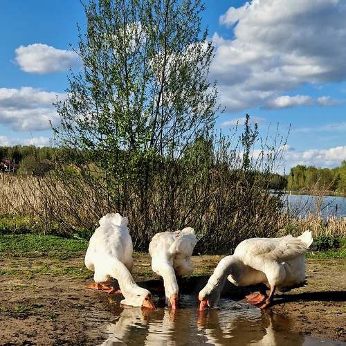 Photo #9641623