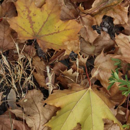 Photo #9641636