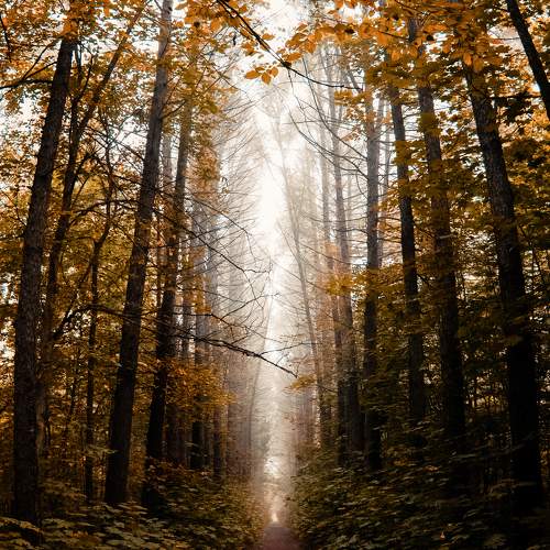Photo #9641791