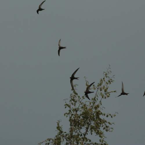 Photo #9642095
