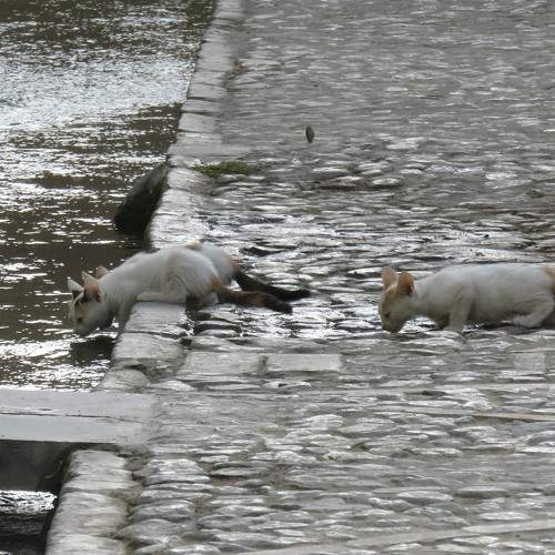 Photo #9642459