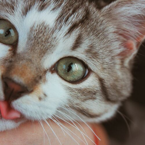 Photo #9643073