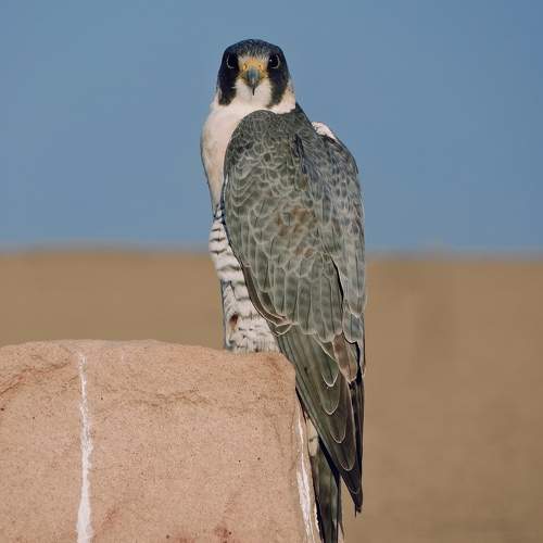 Photo #9644063