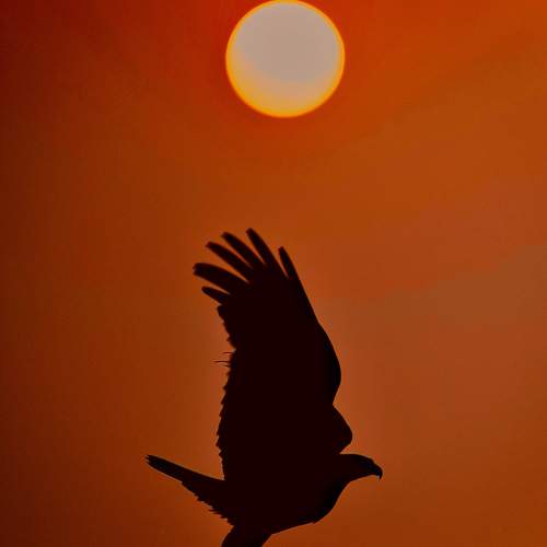 Photo #9644082