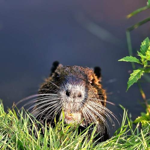 Photo #9644141