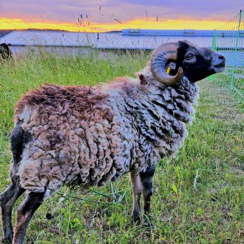 Photo #9644510