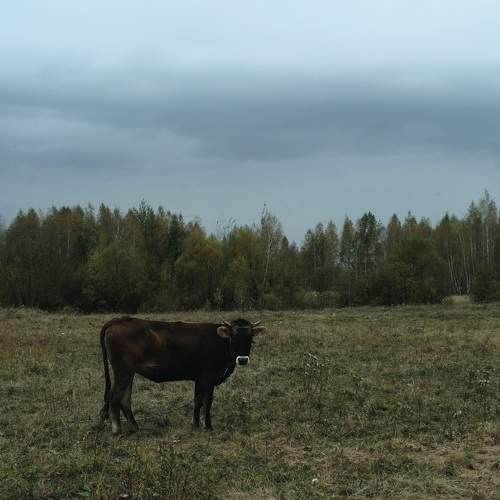 Photo #9645216