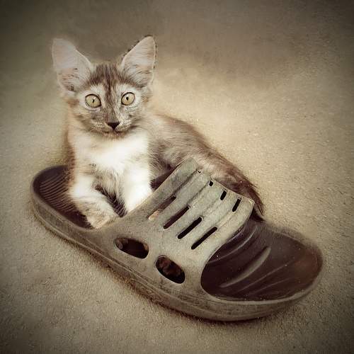 Маленькая хозяйка большого тапка / The Little Mistress of the Big Slipper